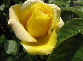 Růže velkokvětá 'Citrina' - Rosa VK 'Citrina'