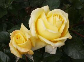 Růže velkokvětá 'Citrina' - Rosa VK 'Citrina'