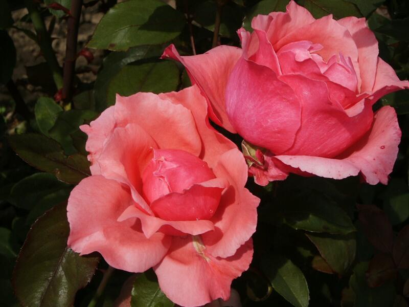 Růže velkokvětá 'Belange' - Rosa VK 'Belange'