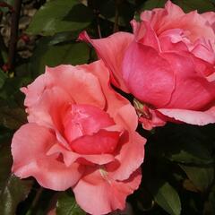 Růže velkokvětá 'Belange' - Rosa VK 'Belange'