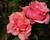 Růže velkokvětá 'Belange'