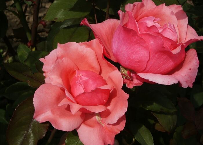 Růže velkokvětá 'Belange' - Rosa VK 'Belange'