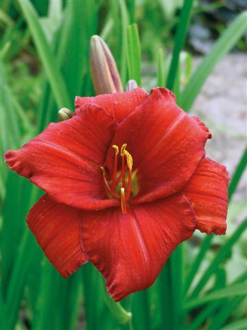 Denivka 'Chicago Apache' - Hemerocallis 'Chicago Apache'