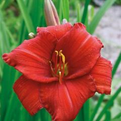 Denivka 'Chicago Apache' - Hemerocallis 'Chicago Apache'