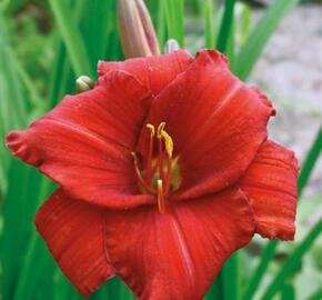 Denivka 'Chicago Apache' - Hemerocallis 'Chicago Apache'