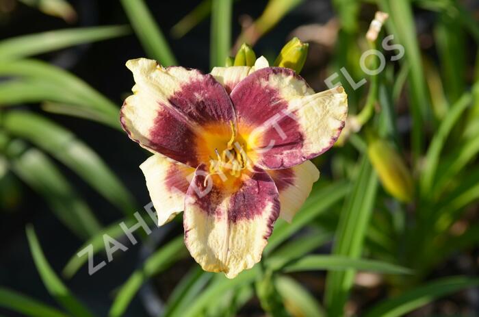 Denivka 'Calico Jack' - Hemerocallis 'Calico Jack'