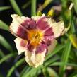 Denivka 'Calico Jack' - Hemerocallis 'Calico Jack'
