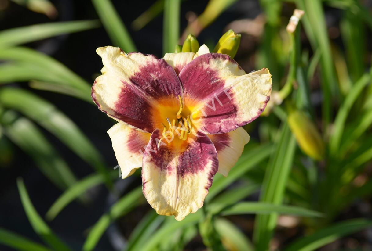 Denivka 'Calico Jack' - Hemerocallis 'Calico Jack'