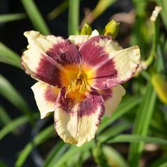 Denivka 'Calico Jack' - Hemerocallis 'Calico Jack'