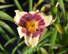 Denivka 'Calico Jack'