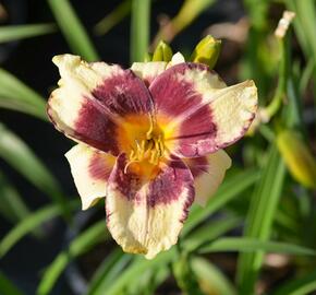 Denivka 'Calico Jack' - Hemerocallis 'Calico Jack'