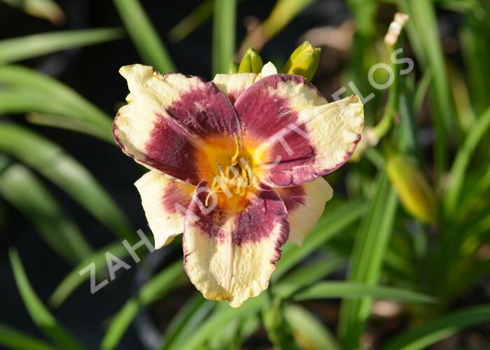 Denivka 'Calico Jack' - Hemerocallis 'Calico Jack'