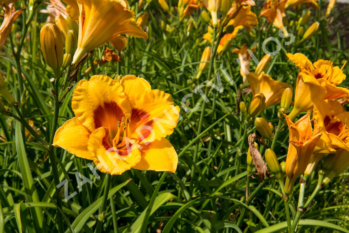 Denivka 'Brookwood Lee Causey' - Hemerocallis 'Brookwood Lee Causey'