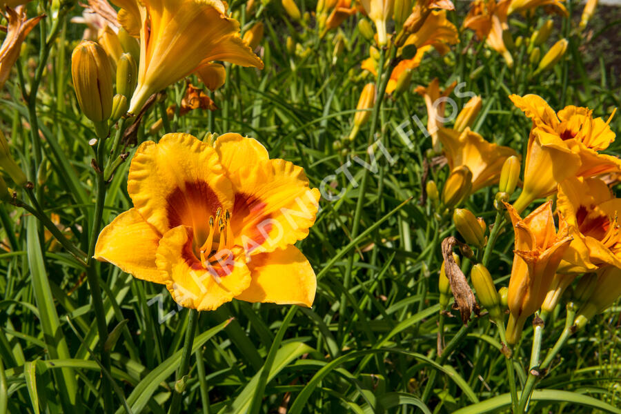 Denivka 'Brookwood Lee Causey' - Hemerocallis 'Brookwood Lee Causey'