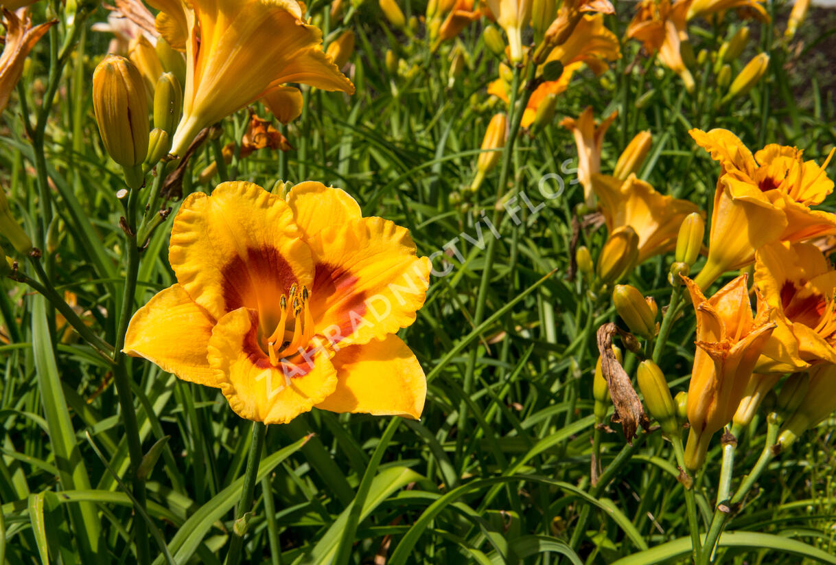 Denivka 'Brookwood Lee Causey' - Hemerocallis 'Brookwood Lee Causey'