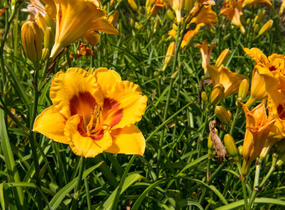 Denivka 'Brookwood Lee Causey' - Hemerocallis 'Brookwood Lee Causey'