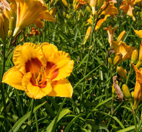 Denivka 'Brookwood Lee Causey' - Hemerocallis 'Brookwood Lee Causey'