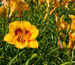 Denivka 'Brookwood Lee Causey' - Hemerocallis 'Brookwood Lee Causey'