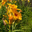 Denivka 'Brookwood Lee Causey' - Hemerocallis 'Brookwood Lee Causey'