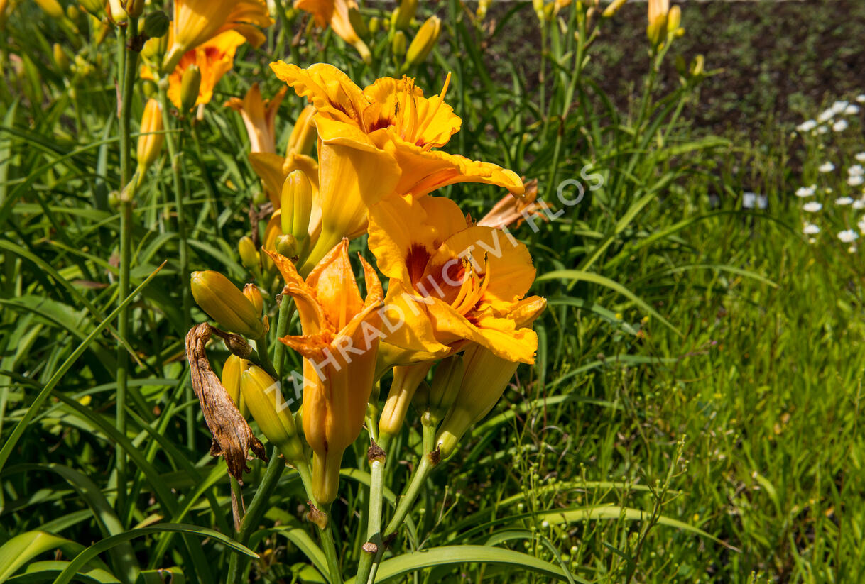 Denivka 'Brookwood Lee Causey' - Hemerocallis 'Brookwood Lee Causey'