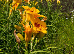 Denivka 'Brookwood Lee Causey' - Hemerocallis 'Brookwood Lee Causey'