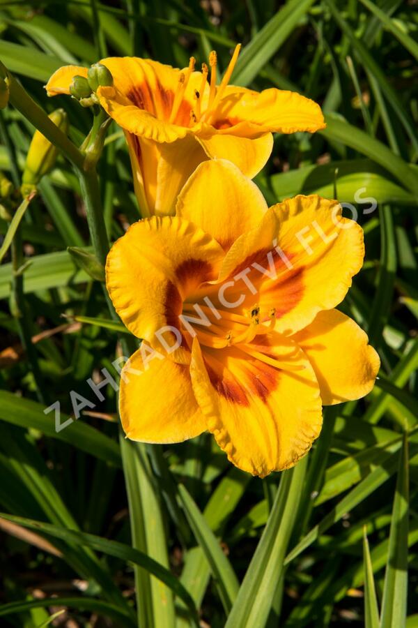 Denivka 'Brookwood Lee Causey' - Hemerocallis 'Brookwood Lee Causey'