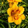 Denivka 'Brookwood Lee Causey' - Hemerocallis 'Brookwood Lee Causey'