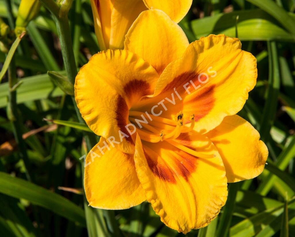 Denivka 'Brookwood Lee Causey' - Hemerocallis 'Brookwood Lee Causey'