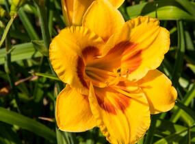 Denivka 'Brookwood Lee Causey' - Hemerocallis 'Brookwood Lee Causey'