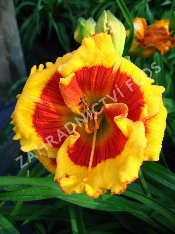 Denivka 'Brookwood Lee Causey' - Hemerocallis 'Brookwood Lee Causey'