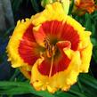 Denivka 'Brookwood Lee Causey' - Hemerocallis 'Brookwood Lee Causey'