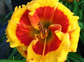 Denivka 'Brookwood Lee Causey' - Hemerocallis 'Brookwood Lee Causey'