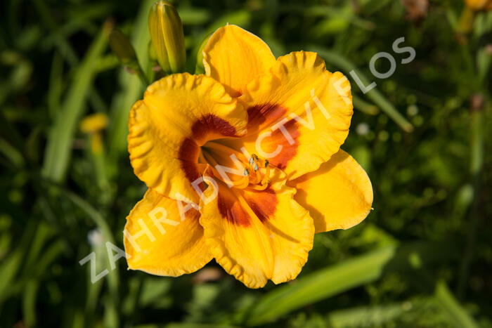 Denivka 'Brookwood Lee Causey' - Hemerocallis 'Brookwood Lee Causey'