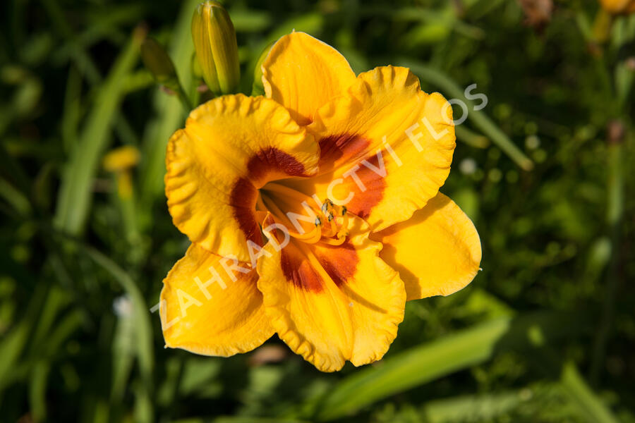 Denivka 'Brookwood Lee Causey' - Hemerocallis 'Brookwood Lee Causey'
