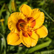 Denivka 'Brookwood Lee Causey' - Hemerocallis 'Brookwood Lee Causey'