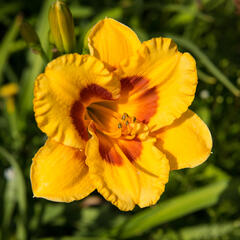 Denivka 'Brookwood Lee Causey' - Hemerocallis 'Brookwood Lee Causey'