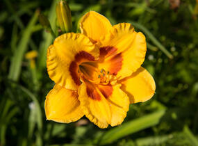 Denivka 'Brookwood Lee Causey' - Hemerocallis 'Brookwood Lee Causey'