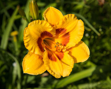 Denivka 'Brookwood Lee Causey'