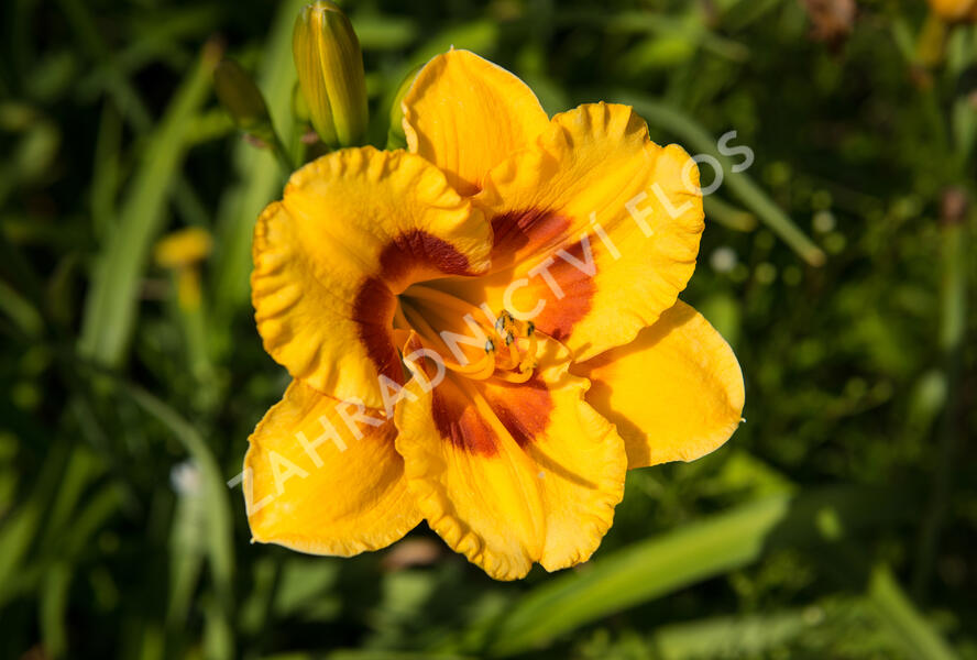 Denivka 'Brookwood Lee Causey' - Hemerocallis 'Brookwood Lee Causey'