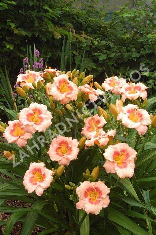 Denivka 'Blush'n Pink Eye' - Hemerocallis 'Blush'n Pink Eye'