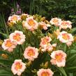Denivka 'Blush'n Pink Eye' - Hemerocallis 'Blush'n Pink Eye'