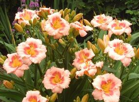 Denivka 'Blush'n Pink Eye' - Hemerocallis 'Blush'n Pink Eye'