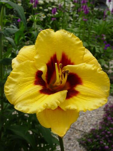 Denivka 'Blackberry Candy' - Hemerocallis 'Blackberry Candy'