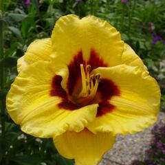 Denivka 'Blackberry Candy' - Hemerocallis 'Blackberry Candy'