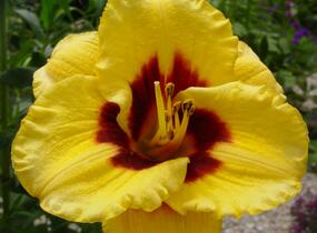 Denivka 'Blackberry Candy' - Hemerocallis 'Blackberry Candy'