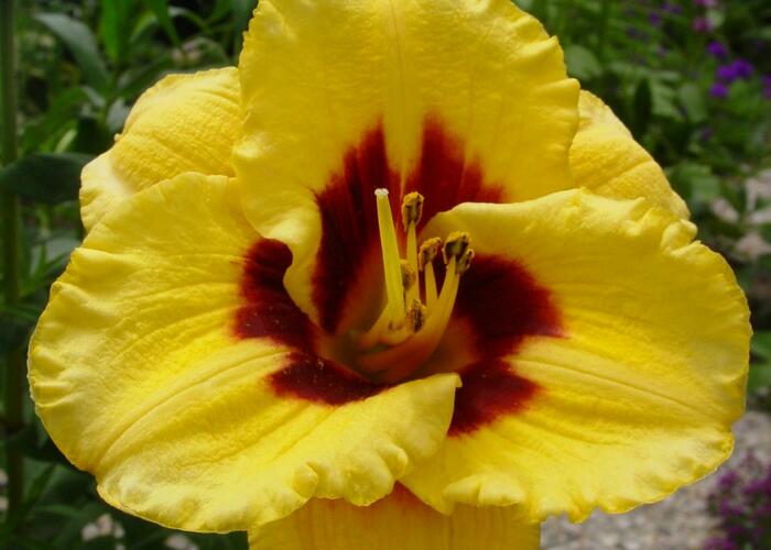 Denivka 'Blackberry Candy' - Hemerocallis 'Blackberry Candy'