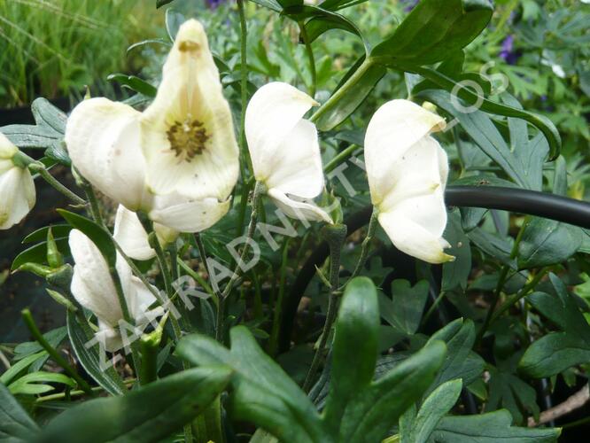 Oměj horský 'Album' - Aconitum napellus 'Album'