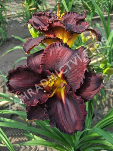 Denivka 'Black Stockings' - Hemerocallis 'Black Stockings'