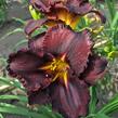 Denivka 'Black Stockings' - Hemerocallis 'Black Stockings'