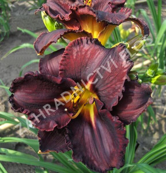 Denivka 'Black Stockings' - Hemerocallis 'Black Stockings'